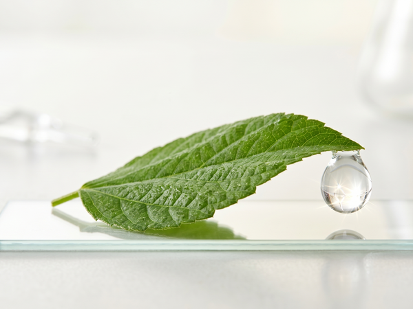 Agua de Árbol de Té